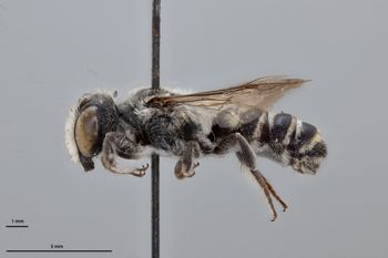 Media type: image;   Entomology 791091 Aspect: habitus lateral view